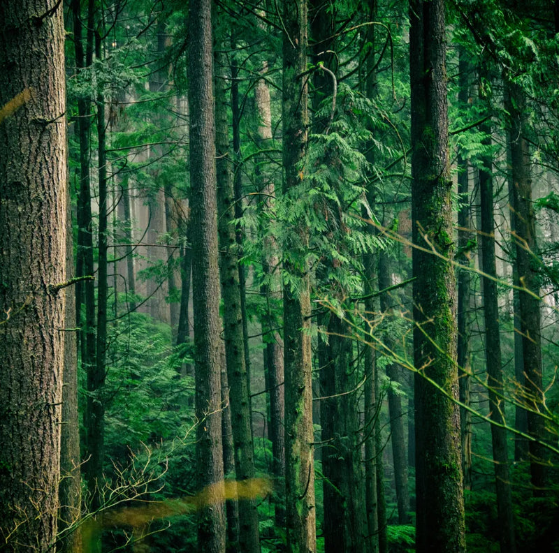 Tall trees in a dense forest with green foliage